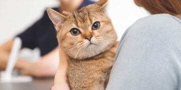 Dating als Katzenbesitzer